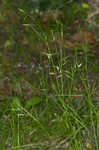 Flattened oatgrass